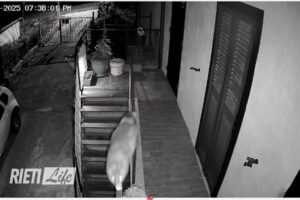 Un lupo entra nel cortile recintato e colpisce un uomo. Paura nel paese vicino Rieti