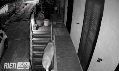 Un lupo entra nel cortile recintato e colpisce un uomo. Paura nel paese vicino Rieti