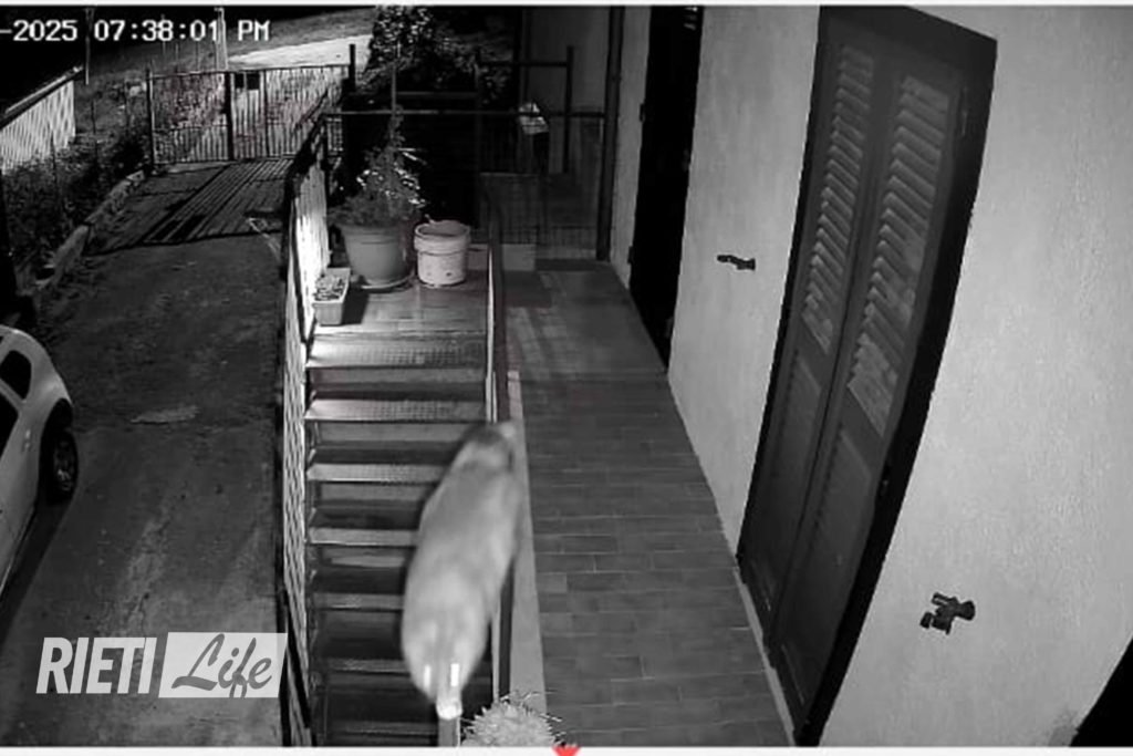 Un lupo entra nel cortile recintato e colpisce un uomo. Paura nel paese vicino Rieti