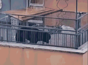 Cane sul balcone legato con una catena. Scatta la mobilitazione per liberarlo. VIDEO