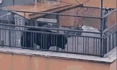 Cane sul balcone legato con una catena. Scatta la mobilitazione per liberarlo. VIDEO