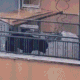 Cane sul balcone legato con una catena. Scatta la mobilitazione per liberarlo. VIDEO
