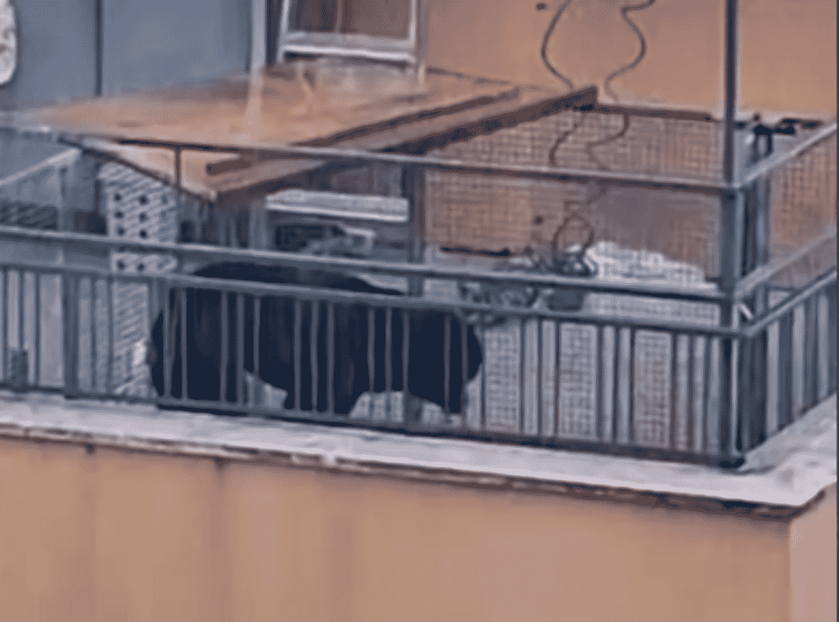 Cane sul balcone legato con una catena. Scatta la mobilitazione per liberarlo. VIDEO
