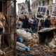Roma e la Violenza Invisibile: Gli Animali e il Loro Diritto alla Vita