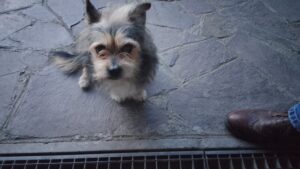 Due Leoni, trova o ruba il cane per rivenderselo? Signora 87enne salvata dalla Polizia