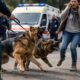 Ma chi è responsabile quando i cani agitano la paura? La sentenza di Manziana divide