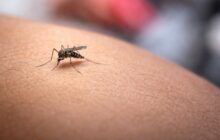 Allerta West Nile nel Lazio: una crisi sanitaria tra inefficienze e risposte insufficienti
