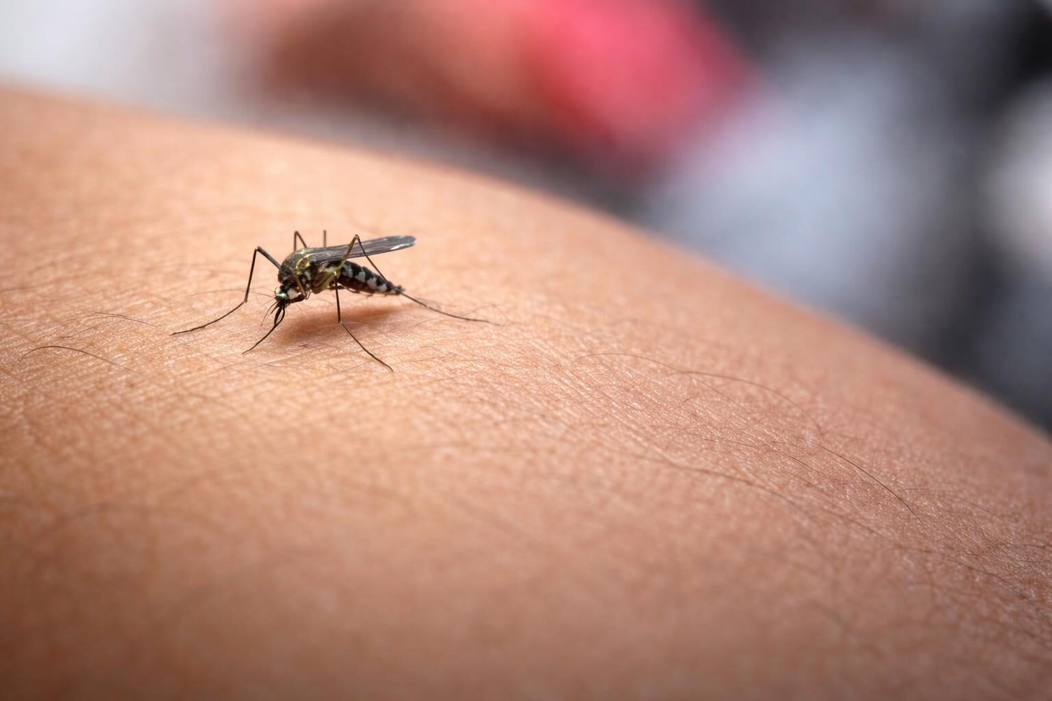 Allerta West Nile nel Lazio: una crisi sanitaria tra inefficienze e risposte insufficienti
