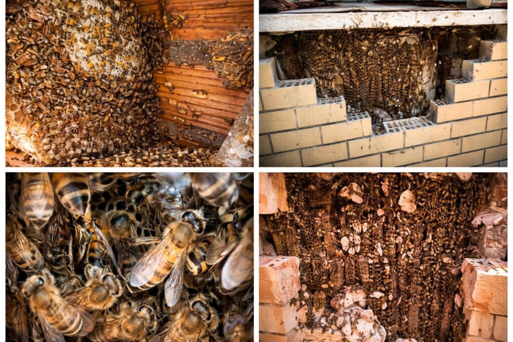 Apiario segreto alle elementari: un tesoro per la biodiversità o un problema da risolvere?