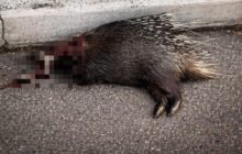 Bracconaggio a Spinaceto: il parco del Risaro sotto attacco dei bracconieri