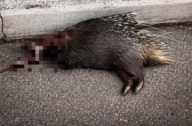 Bracconaggio a Spinaceto: il parco del Risaro sotto attacco dei bracconieri