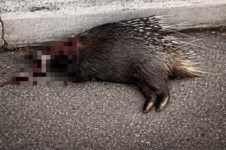 Bracconaggio a Spinaceto: il parco del Risaro sotto attacco dei bracconieri