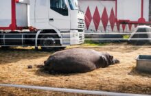 Circus Rony Roller: Maltrattamenti agli animali o solo polemica? La risposta dell’imprenditore