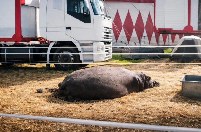 Circus Rony Roller: Maltrattamenti agli animali o solo polemica? La risposta dell’imprenditore