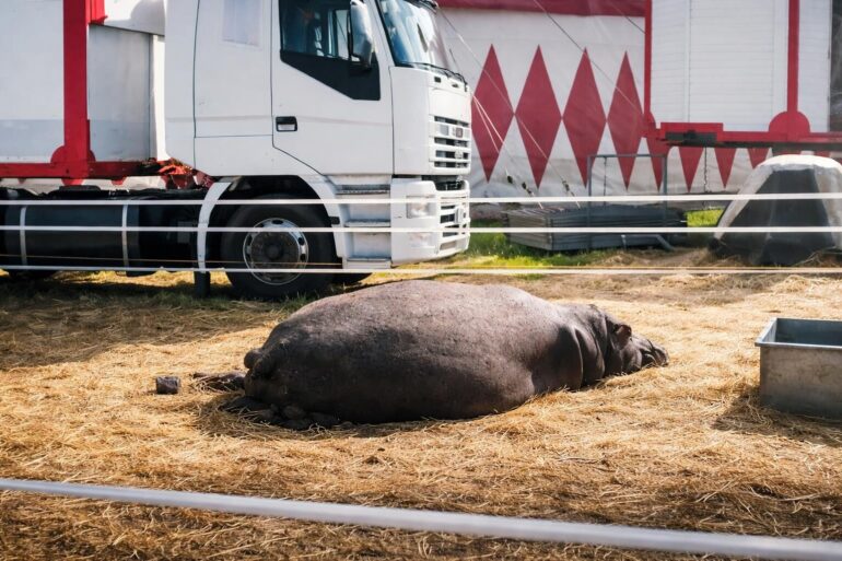 Circus Rony Roller: Maltrattamenti agli animali o solo polemica? La risposta dell’imprenditore