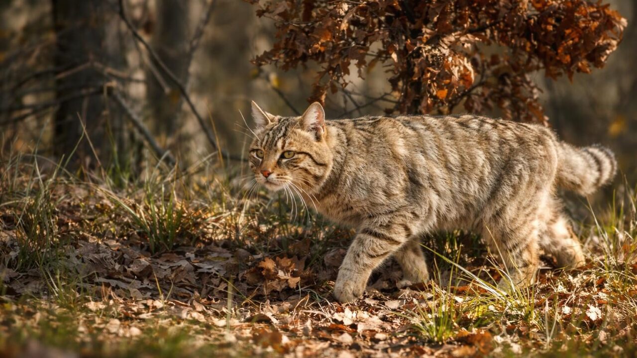 Enea, il gatto selvatico salvato: un simbolo delle sfide ecologiche di Roma