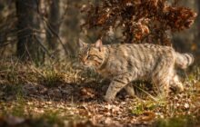 Enea, il gatto selvatico salvato: un simbolo delle sfide ecologiche di Roma