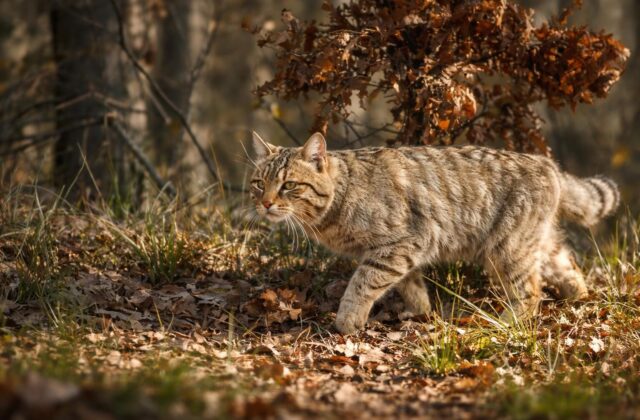 Enea, il gatto selvatico salvato: un simbolo delle sfide ecologiche di Roma