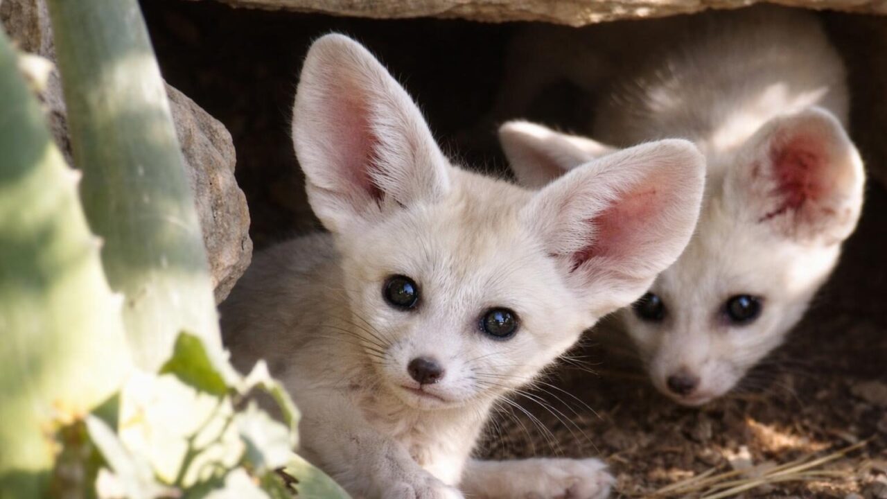 Fennec al Bioparco: una nascita che rischia di essere offuscata dal caos romano