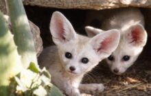 Fennec al Bioparco: una nascita che rischia di essere offuscata dal caos romano