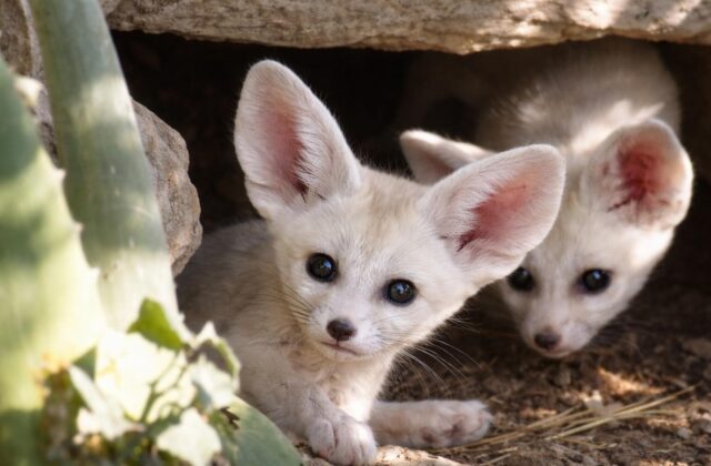 Fennec al Bioparco: una nascita che rischia di essere offuscata dal caos romano