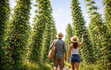 Groovin’ Farm: un festival che celebra la vita, mentre la città piange