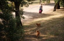 La comunità di Roma si stringe attorno alla figura di Franca, la donna dei gatti