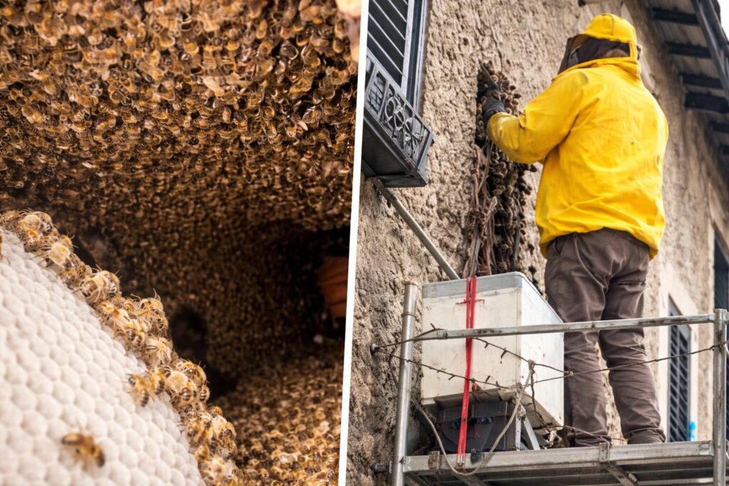 Montecelio: quando le api diventano una minaccia tra le panchine