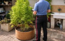 Ostia: La coltivazione di marijuana apre il dibattito sulla sicurezza urbana