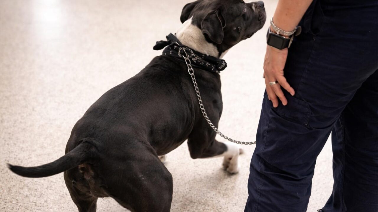 Pitbull legata al furgone: un esempio di maltrattamento che denuncia l’inefficienza delle istituzioni