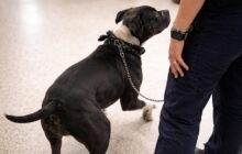 Pitbull legata al furgone: un esempio di maltrattamento che denuncia l’inefficienza delle istituzioni
