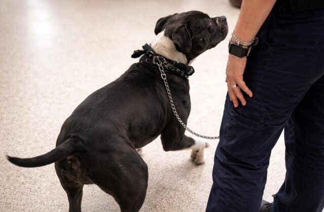 Pitbull legata al furgone: un esempio di maltrattamento che denuncia l’inefficienza delle istituzioni