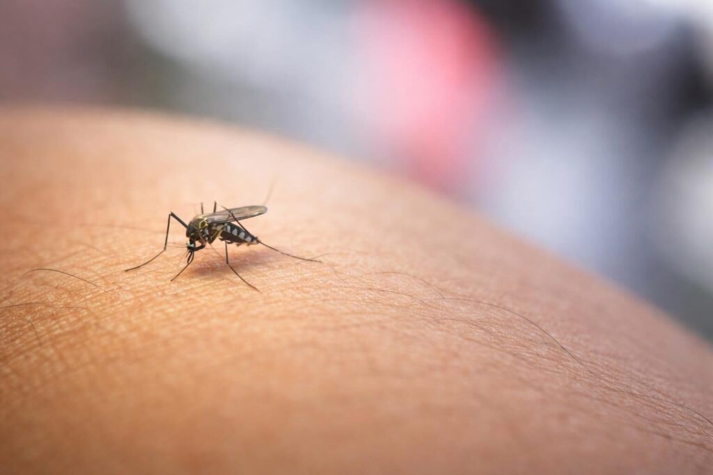 Primo caso di West Nile a Latina: cosa significa per la salute pubblica?