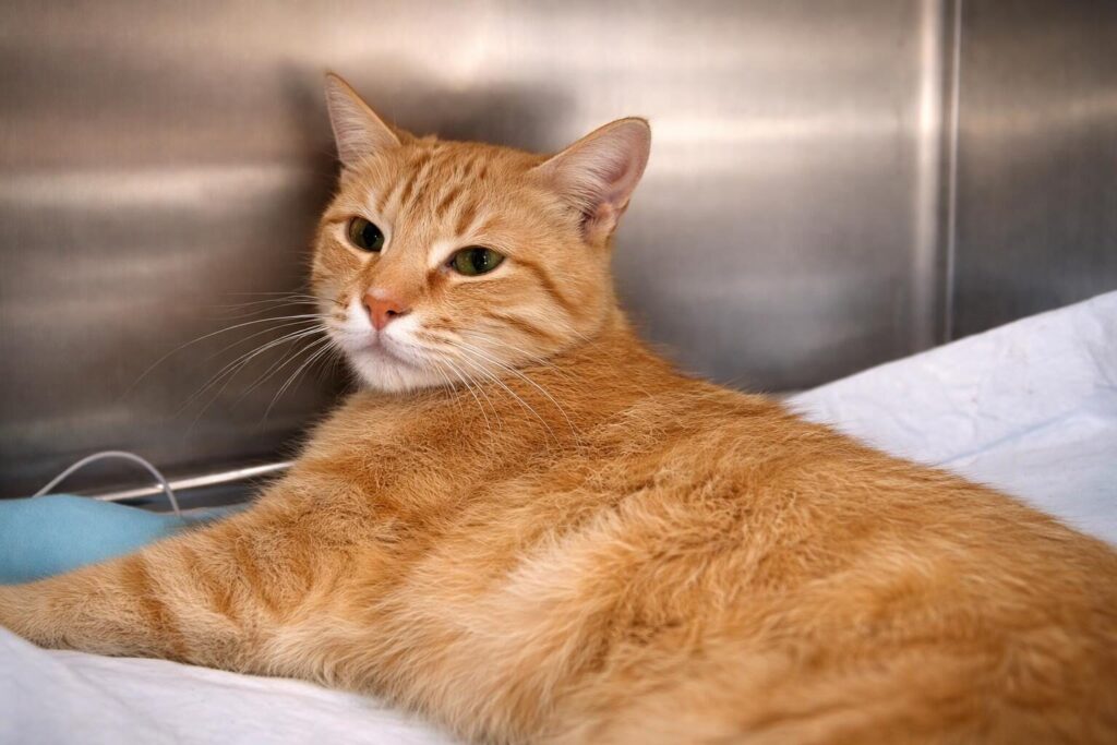 Roma: l’orrendo destino di Pongo, il gatto randagio, accende il dibattito sulla sicurezza degli animali