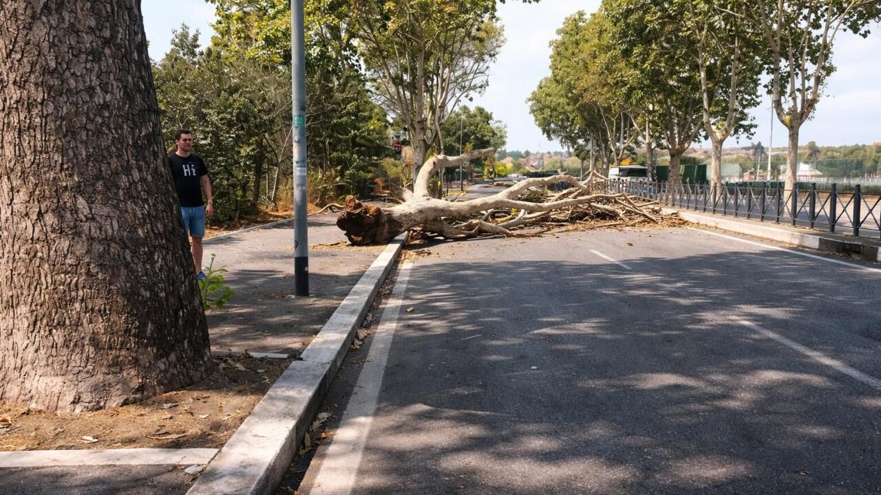 Roma: quando un platano può diventare un killer. E la colpa è delle istituzioni?