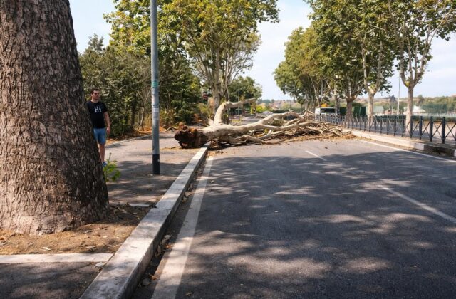 Roma: quando un platano può diventare un killer. E la colpa è delle istituzioni?