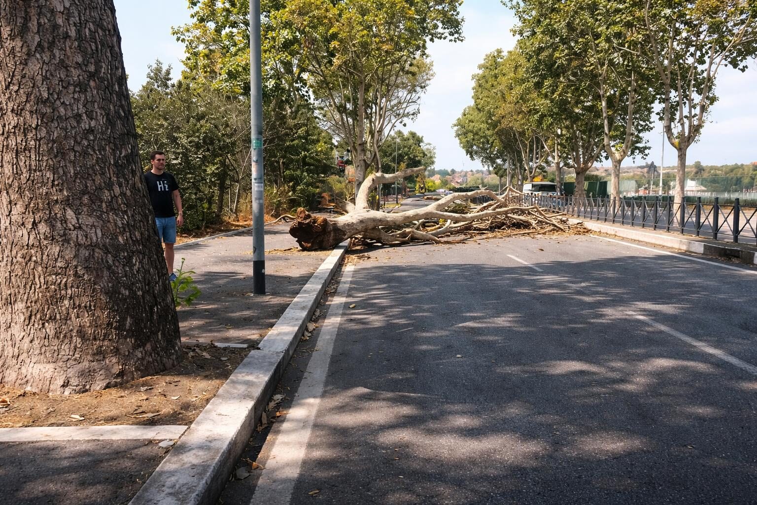 Roma: quando un platano può diventare un killer. E la colpa è delle istituzioni?