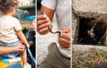 Serpente in asilo nido a Roma: il panico e le sfide della sicurezza urbana
