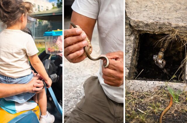 Serpente in asilo nido a Roma: il panico e le sfide della sicurezza urbana