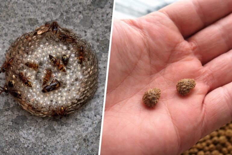 Vespa Orientalis a Roma: Allerta Nido Vicino a San Pietro Ecco Come Proteggere le Famiglie