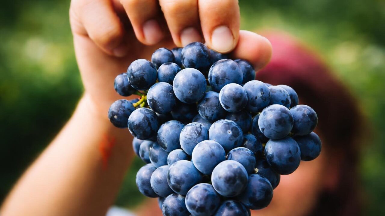 Vini estivi del Lazio: abbinamenti ideali per un’estate romana da non perdere