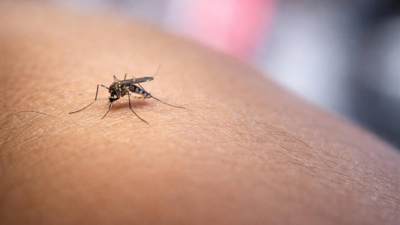 Virus West Nile nel Lazio: un allarme che mette a nudo la preparazione del sistema sanitario