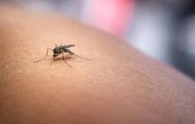 Virus West Nile nel Lazio: un allarme che mette a nudo la preparazione del sistema sanitario