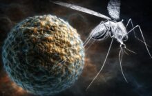 West Nile a Roma: 13 casi e crescenti preoccupazioni per la salute pubblica