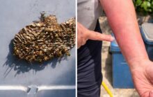 Aggressione da vespe: un campanello d’allarme per la sicurezza degli anziani