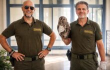 Allocco in difficoltà a Rocca di Papa: un episodio che risveglia l’amore per la natura