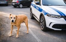 Attacco del cane a Ciampino: quando la sicurezza domestica è a rischio