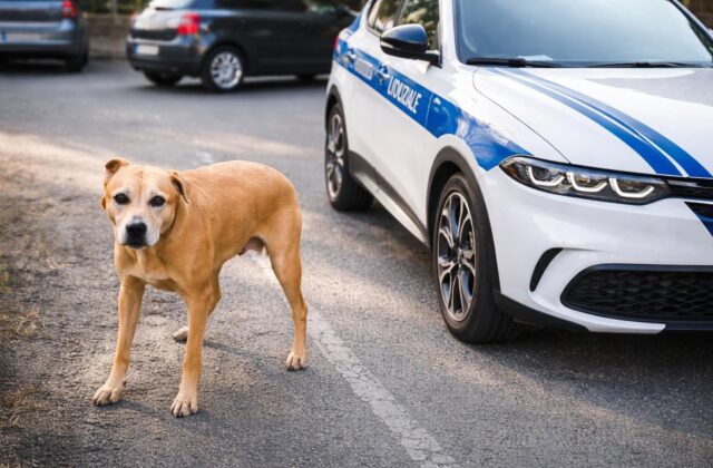 Attacco del cane a Ciampino: quando la sicurezza domestica è a rischio