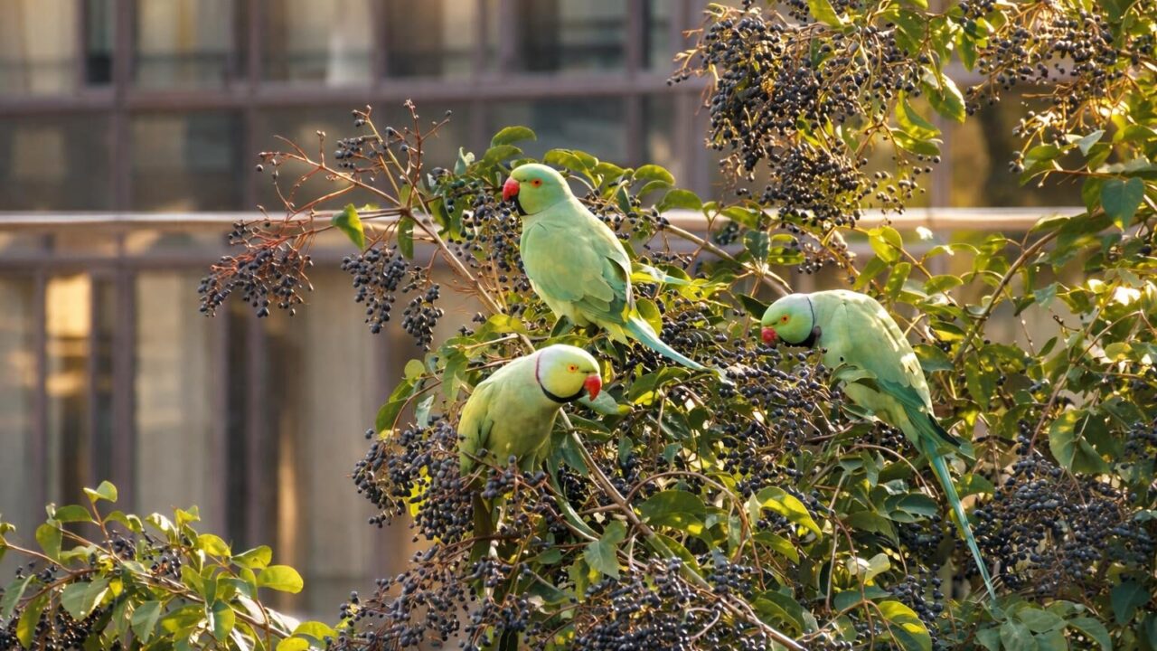 Caldo estremo a Roma: il risveglio delle specie infestanti e la sfida per i residenti