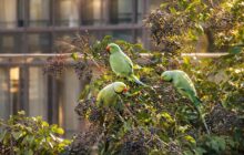 Caldo estremo a Roma: il risveglio delle specie infestanti e la sfida per i residenti